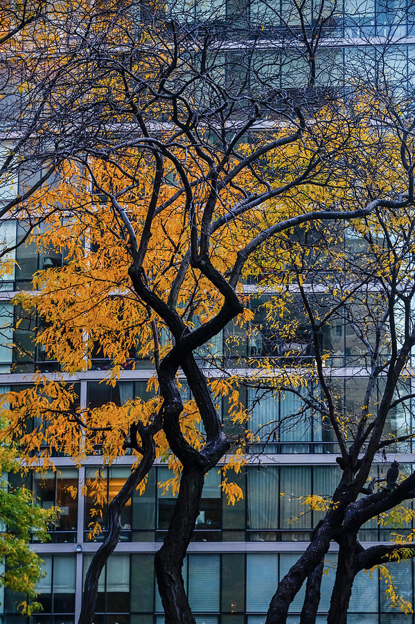 A tree in New York City #2 Photograph by Alan Goldberg