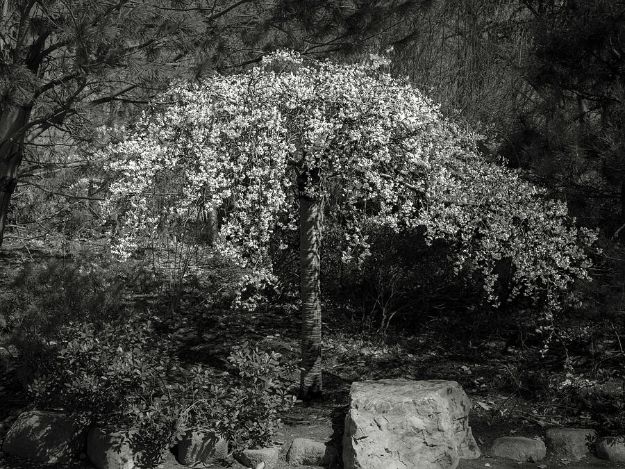 A Tree in Springtime Photograph by Mary Lee Dereske