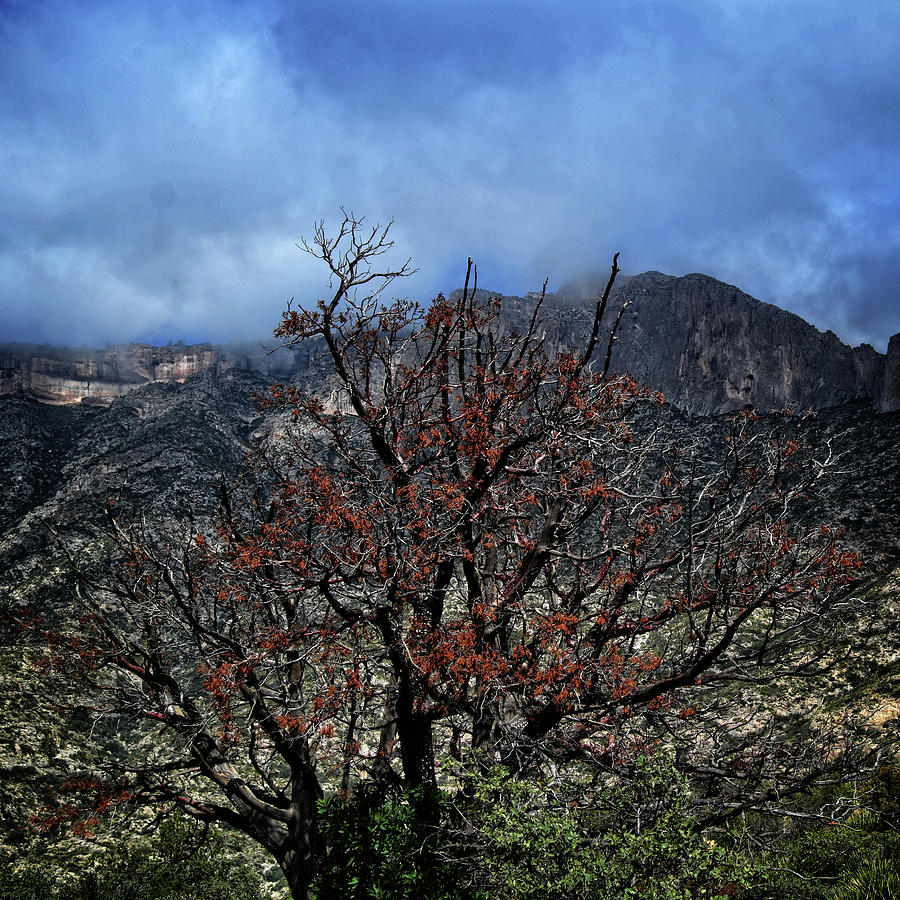 A Tree in the Canyon Photograph by George Taylor