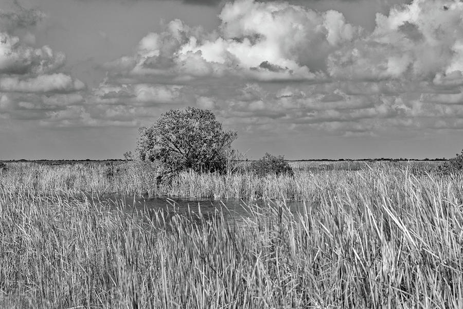 A Tree in the Everglades Photograph by Alan Goldberg