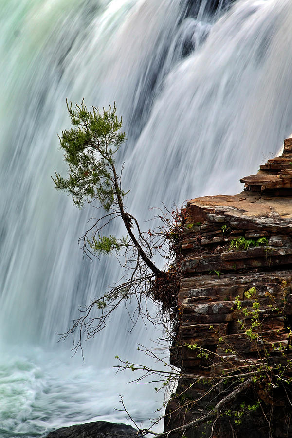A Tree in the Falls Photograph by George Taylor