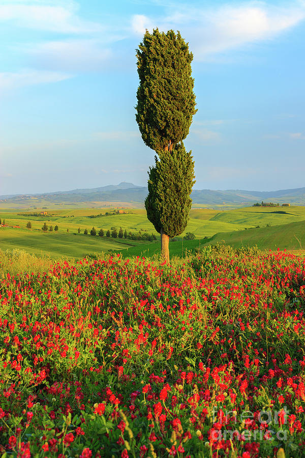 A tree in Tuscany Photograph by Henk Meijer Photography