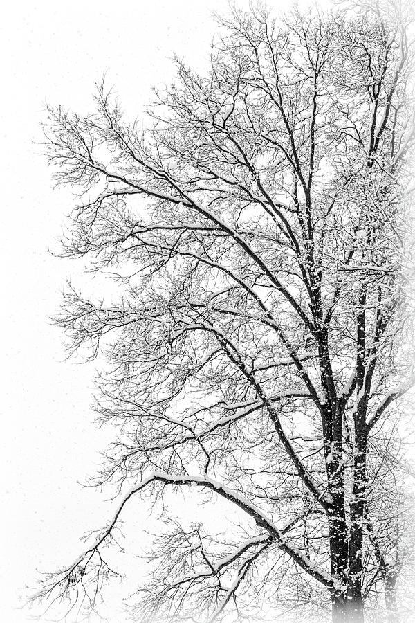 A Tree in Winter Photograph by Carolyn Derstine