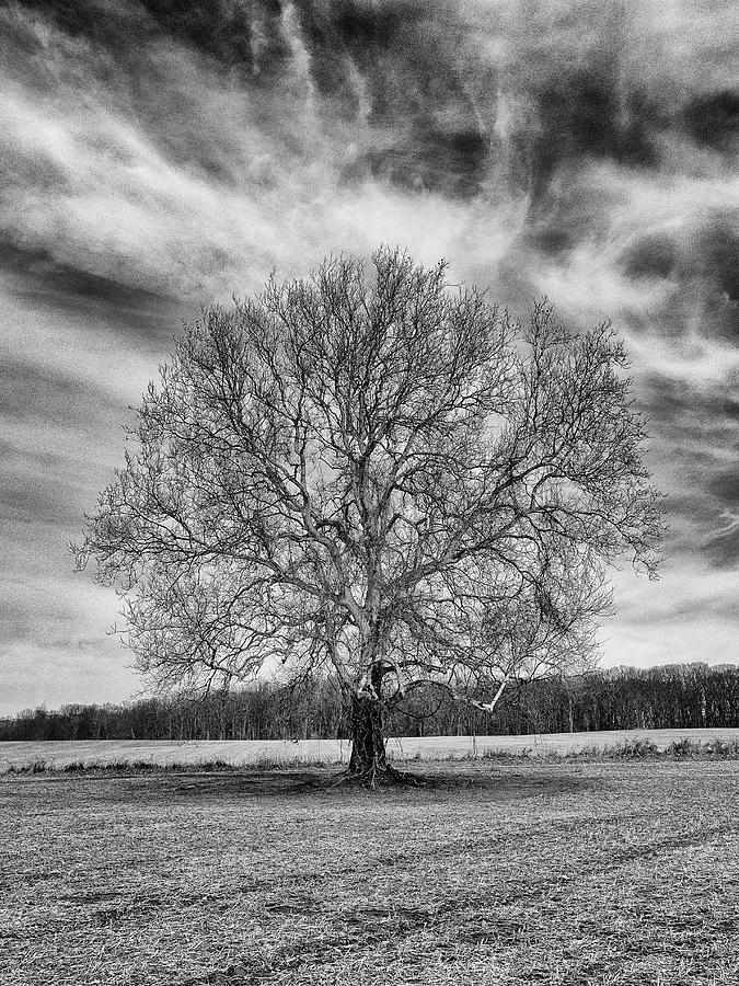 A Tree In Winter In Black And White Photograph