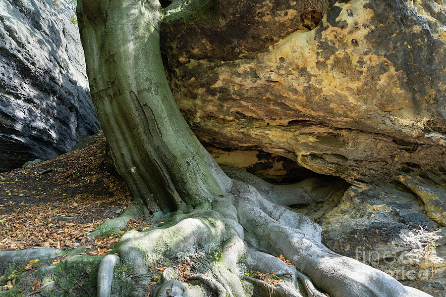 A tree, its strong root and sandstone 1 Photograph by Adriana Mueller