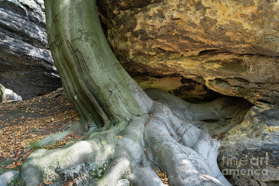 A tree, its strong root and sandstone 2 Photograph by Adriana Mueller