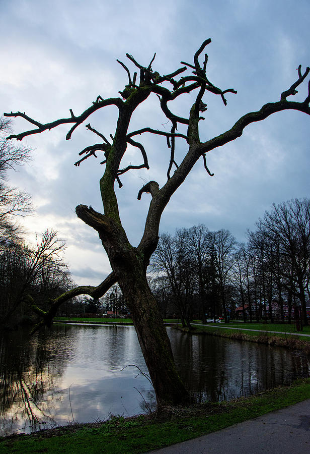 Castle Photograph - A tree like a monument by Juergen Hess