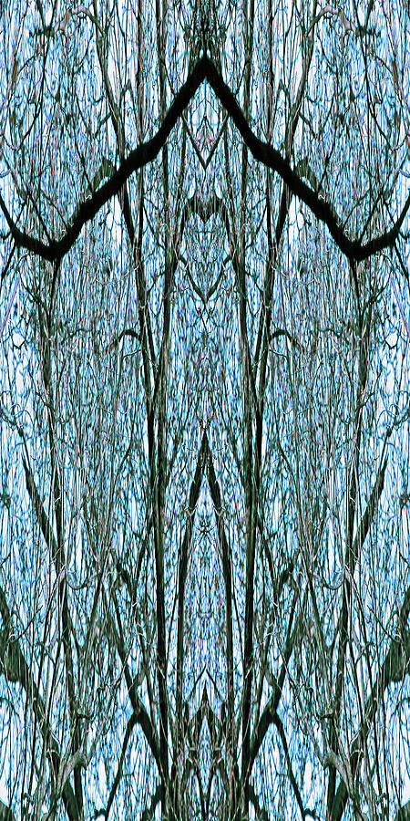 A Tree Limb Mirror Abstract - The Face Of Cruella Photograph