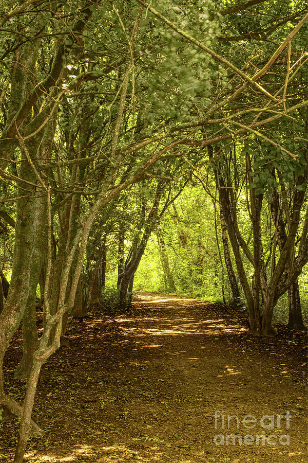 A tree-lined path in Alkington Woods, Manchester, England, UK. Photograph by Pics By Tony