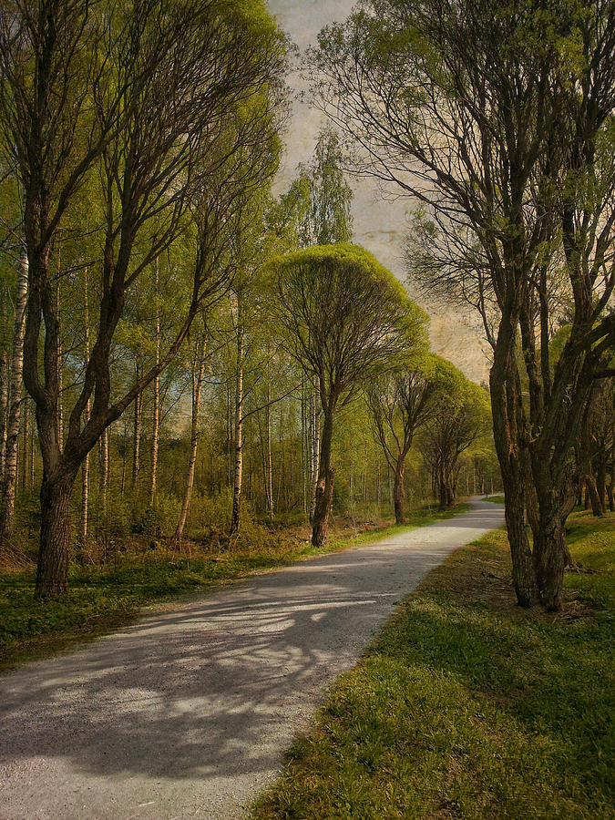 A tree-lined road in spring Photograph by Sami Hurmerinta