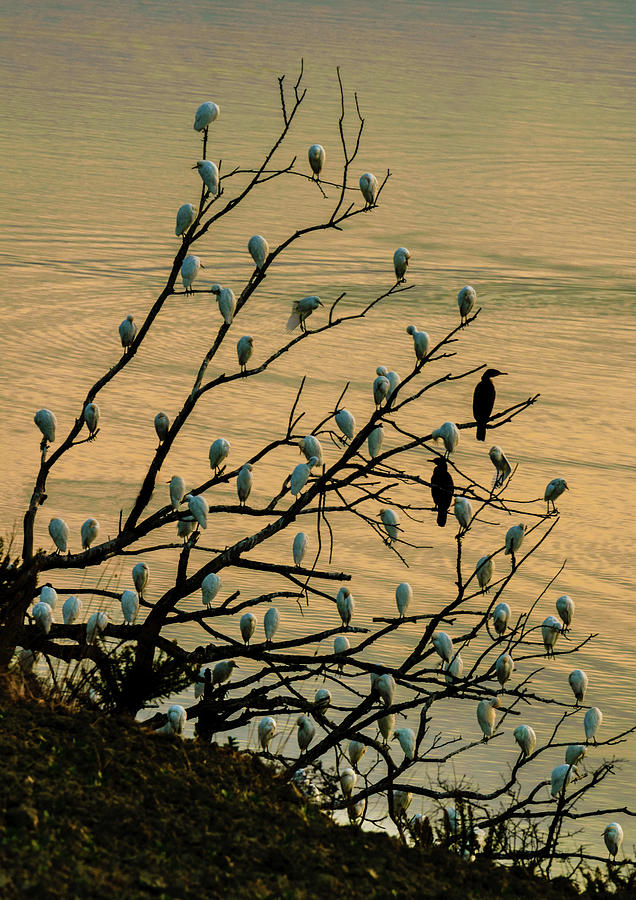A Tree Of Birds Photograph