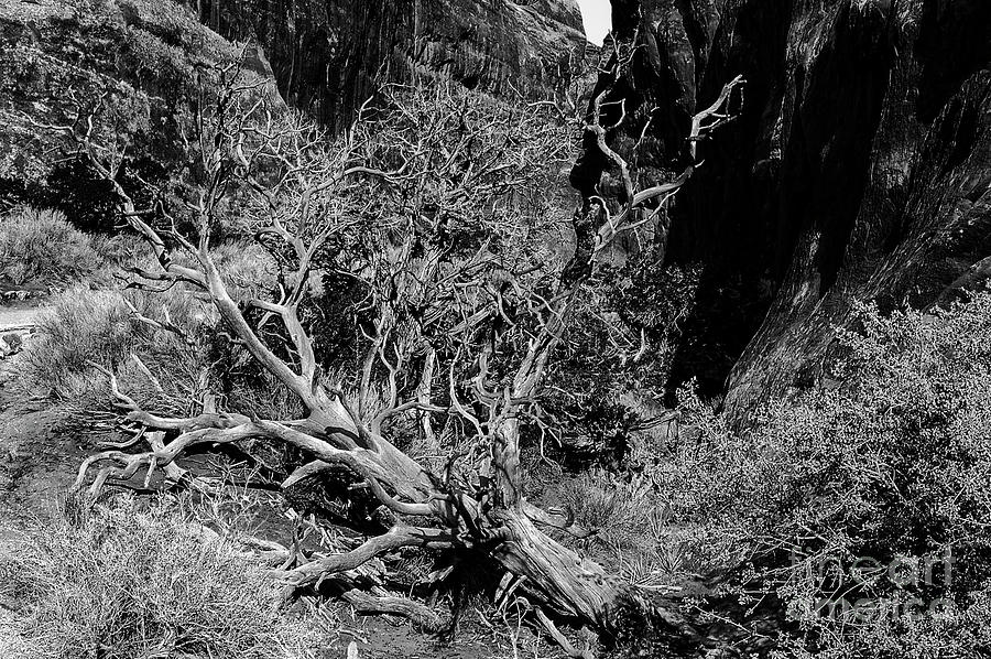 A Tree on Devils Garden Trail One 2 Photograph by Bob Phillips