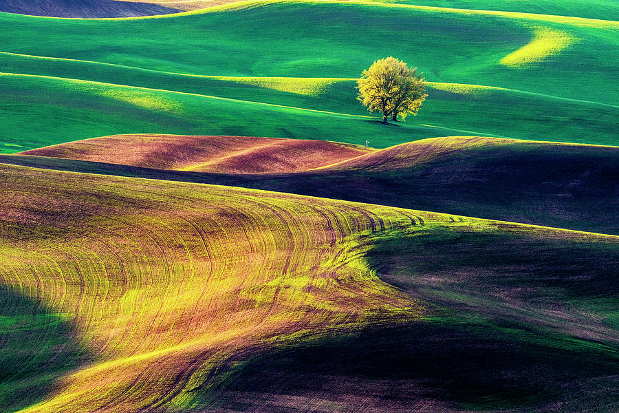 A tree on rolling hills Photograph by Yoshiki Nakamura