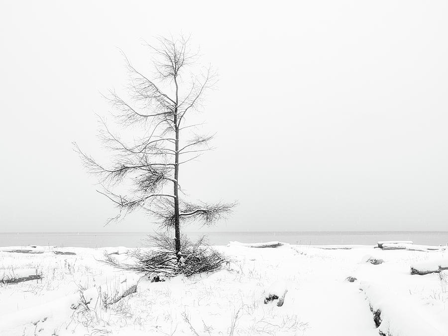 A Tree On The Edge Of The Sea Black And White Photograph