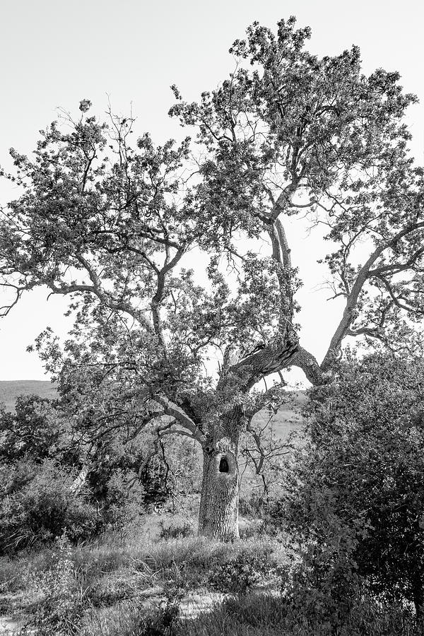 A Tree Screams Photograph by Brian Morefield Prose Imagery Fine Art