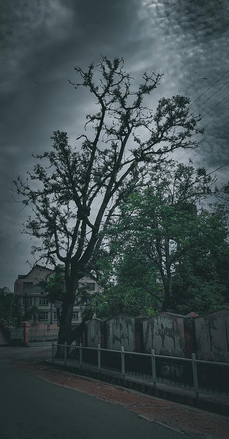 A Tree Standing Tall Photograph by Parth Sharma - Pixels