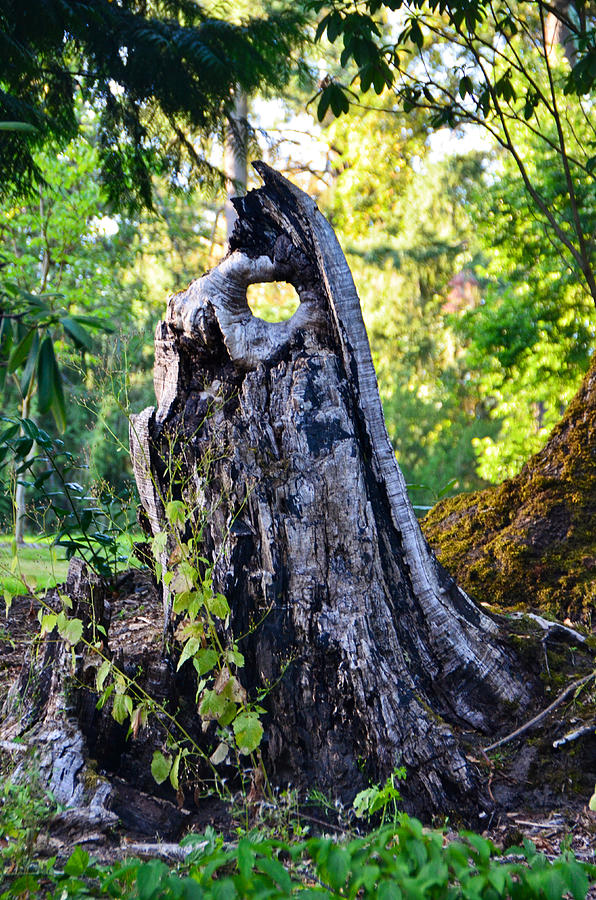 A tree Stump Photograph by Alex Vishnevsky