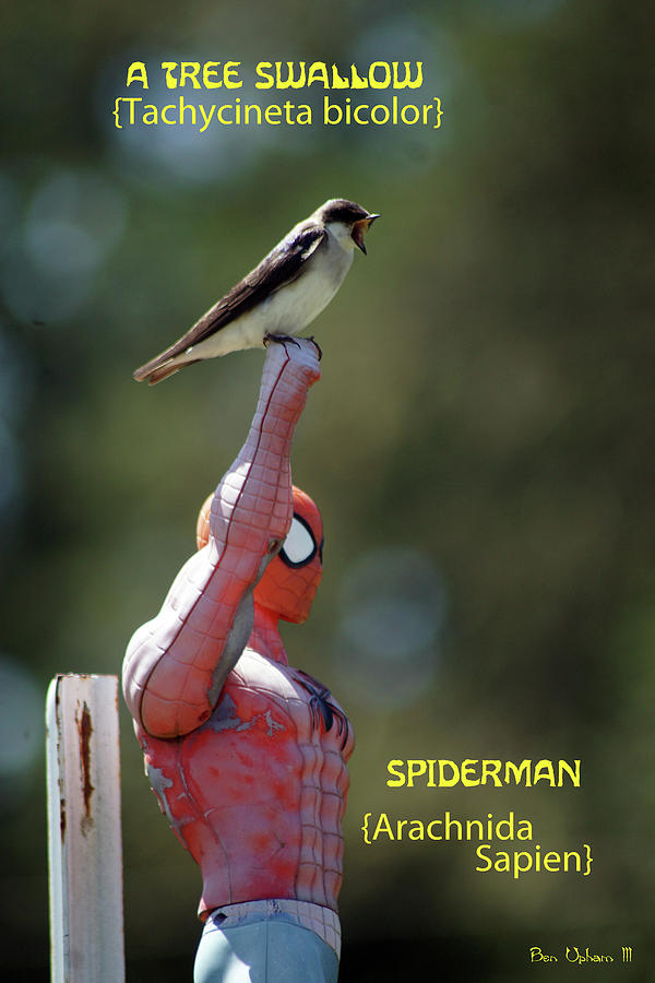 A Tree Swallow and a Spider Fellow Photograph by Ben Upham III