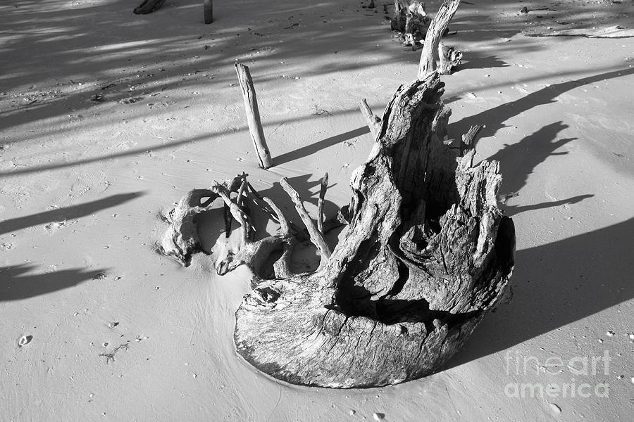 A Tree Trunk Photograph by Donald Sawin A Tree Trunk Photograph by Donald Sawin