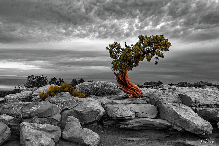 A Tree With Character Photograph by Dan Norris