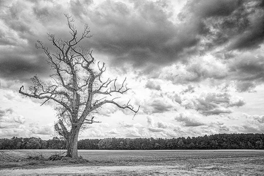 A Tree With Great Character - Eastern North Carolina Photograph by Bob Decker