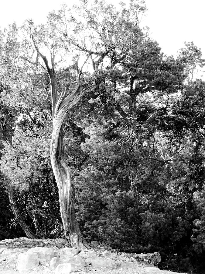 A Tree With History	Black And White Photograph