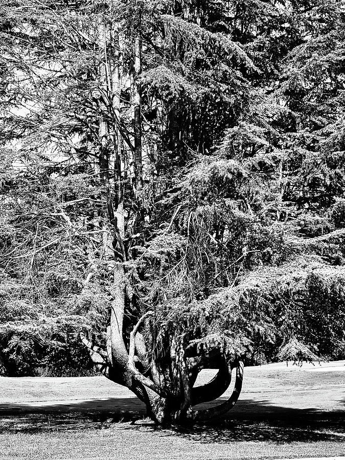 A Tree With Many Trunks Black and White Photograph by Sharon Williams Eng