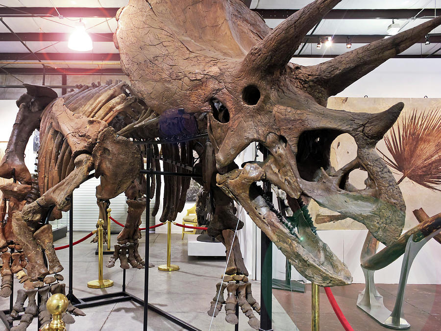 triceratops skeleton museum