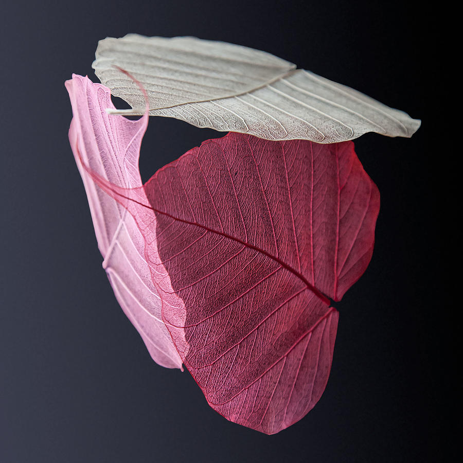 A Trinity of Leaves Photograph by Maggie Terlecki