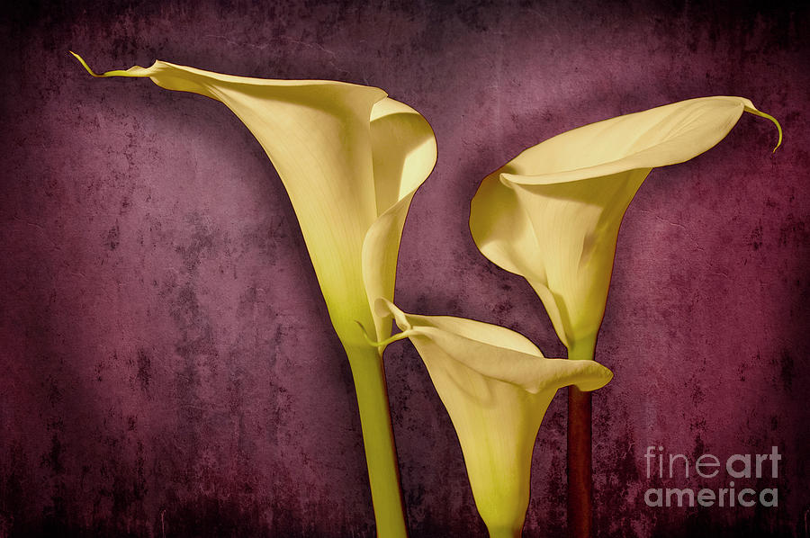 Lily Photograph - A trio of Calla Lilies  by Gunther Allen