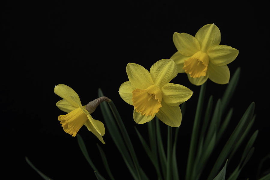 A trio of daffodils Photograph by Alan Goldberg