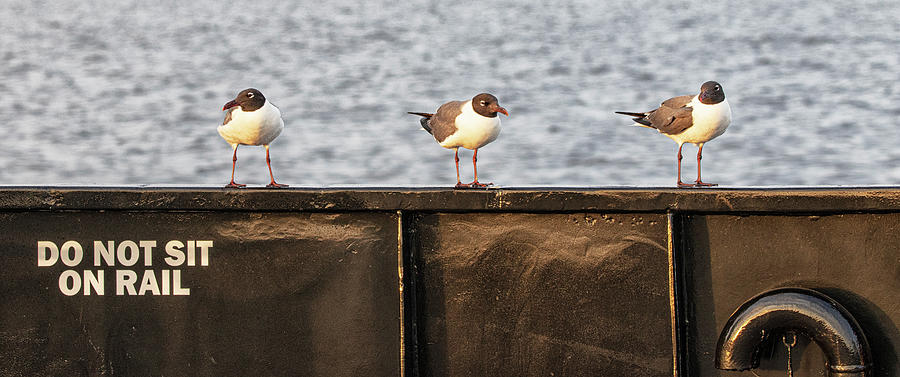 A Trio of Defiant Laughing Gulls on NC Ferry Photograph by Bob Decker
