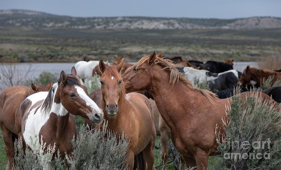 a trio of horses in Colorado at the watering hose Photograph by Christy ...