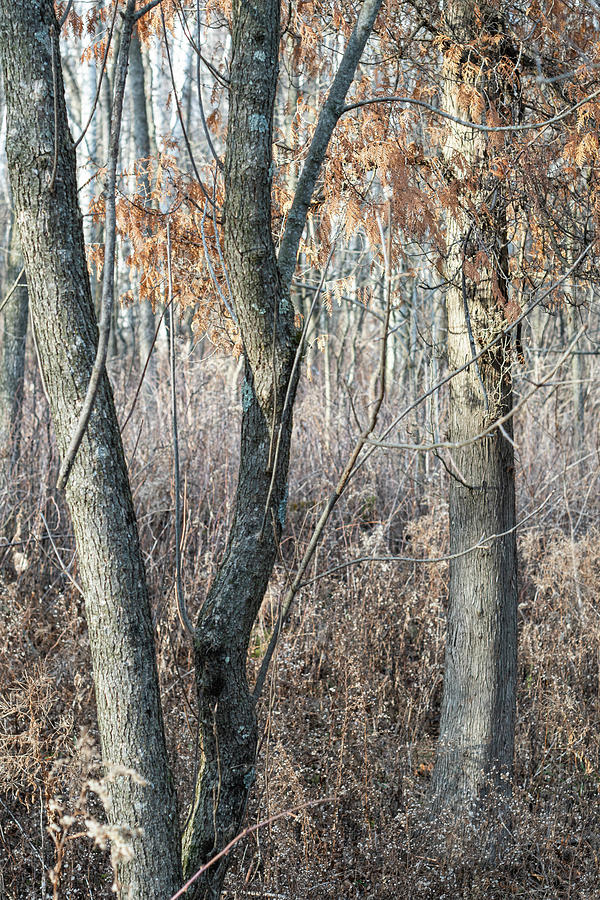 A Trio of Trees Photograph by Kimberly Mackowski