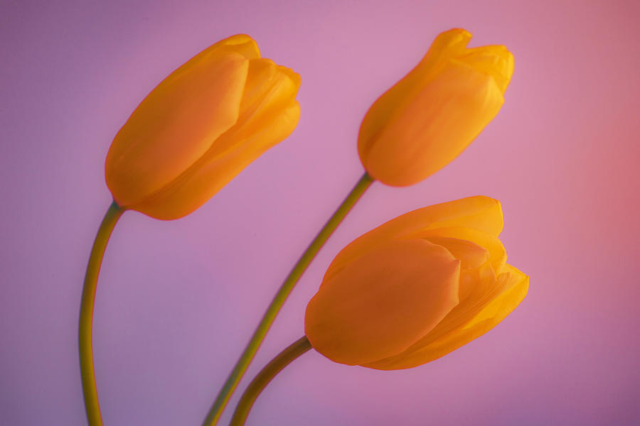 A Trio of Tulips Photograph by Lindsay Thomson