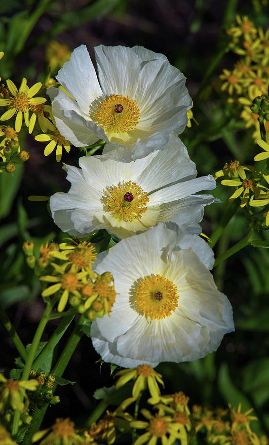 A Trio of White Prickly Poppies Photograph by Lynn Bauer