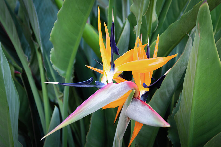 A Tripple Double Bird of Paradise Photograph by Robert VanDerWal - Fine ...