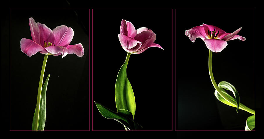 A Triptych of Tulips  Photograph by Maggie Terlecki