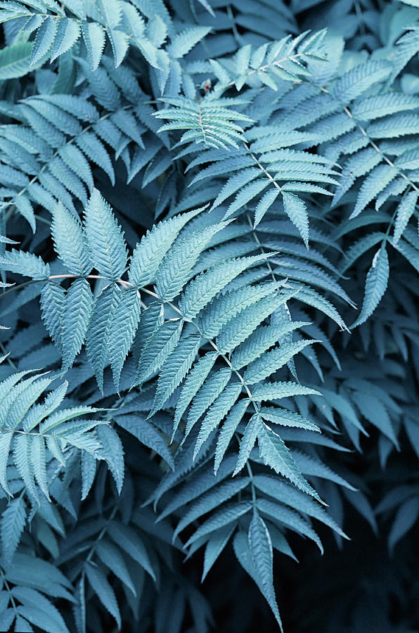 A tropical forest. Blue leaves close-up on a black background ...