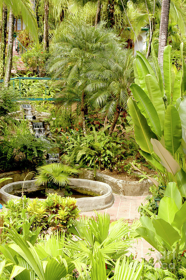 A tropical paradise garden at a Costa Rican Resort Photograph by Gunther Allen