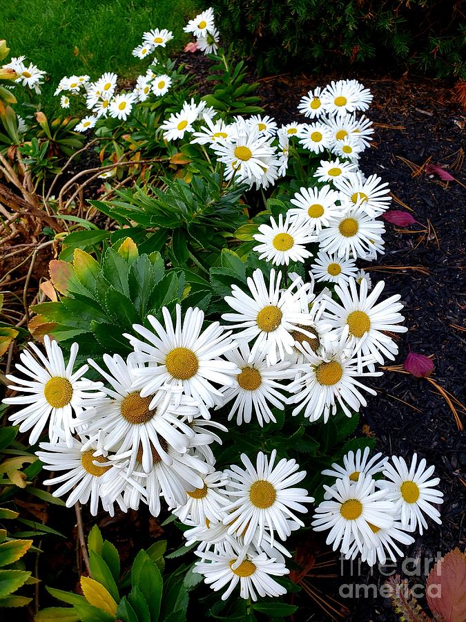 A Trail of Daisies  Photograph by Margaret Welsh Willowsilk