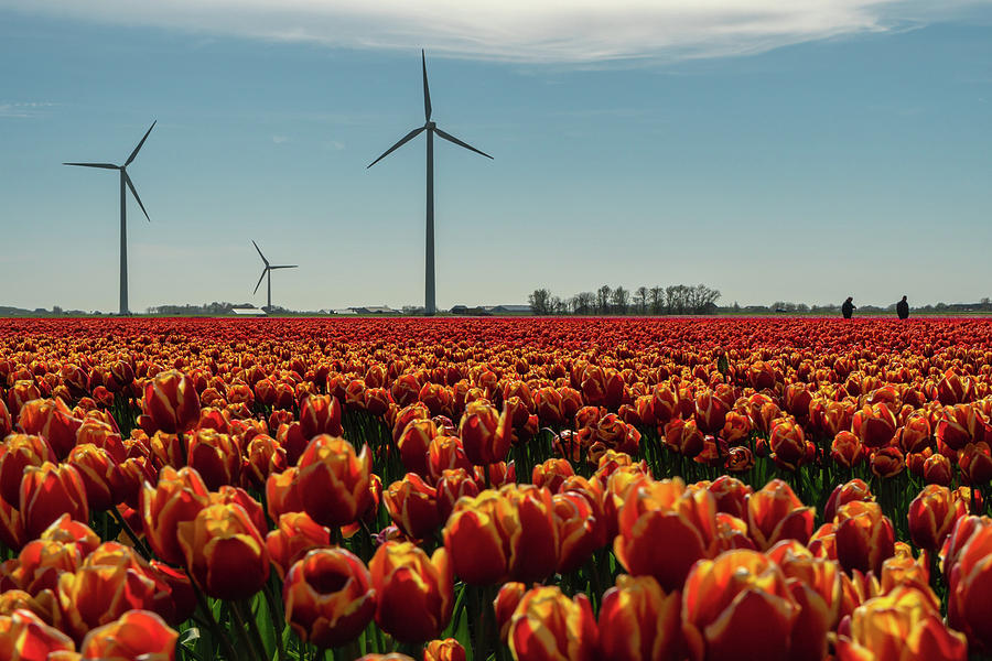 A tulip field in North Holland with modern windturbines in the background Photograph by Anges Van der Logt