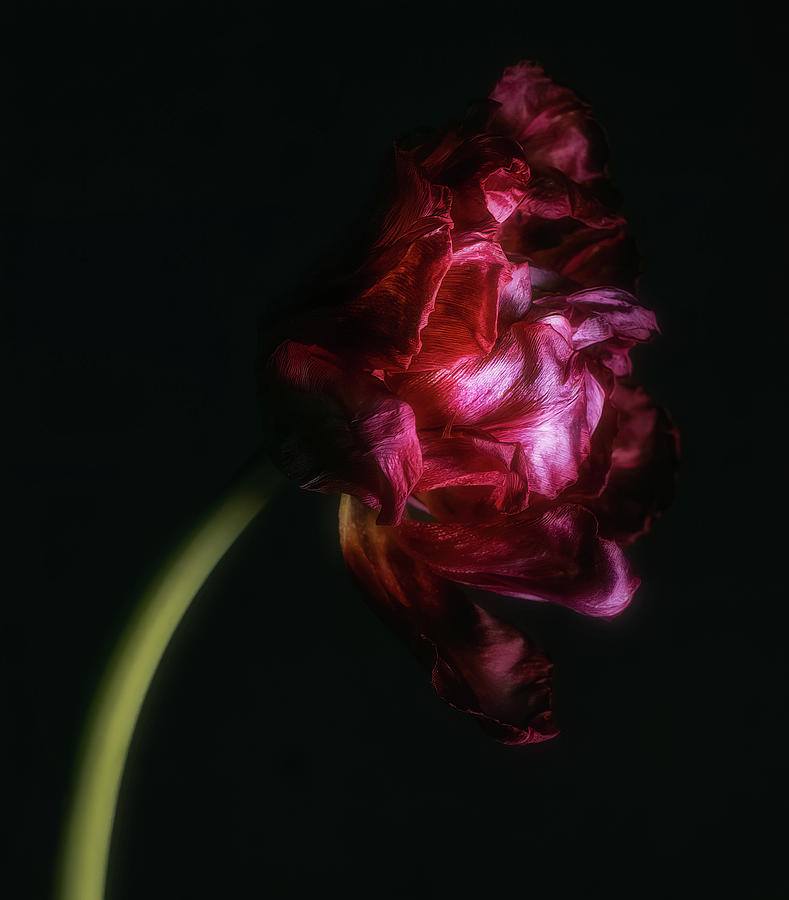 A Tulip in moody tones Photograph by Sylvia Goldkranz