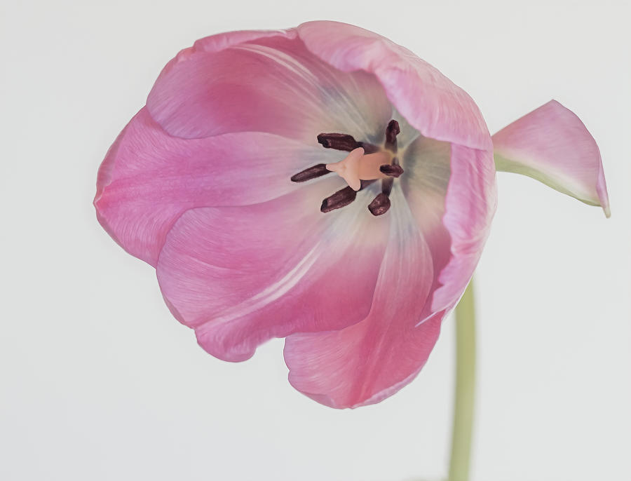 A Tulip Photograph by Sylvia Goldkranz