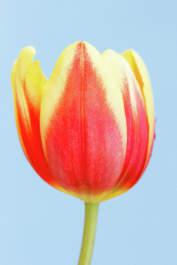 Red Yellow Tulip Photograph by Tanya C Smith