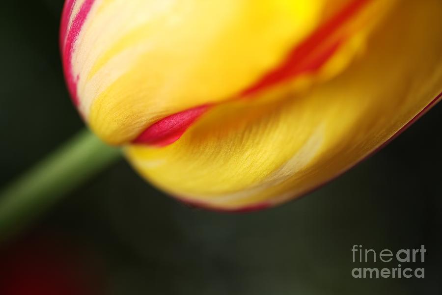 Nature Photograph - A Tulips Dream by Joy Watson