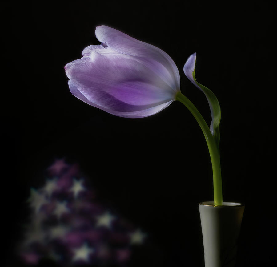 A Tulips profile Photograph by Sylvia Goldkranz