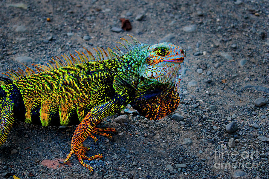 A Tulua Iguana II Photograph by Al Bourassa