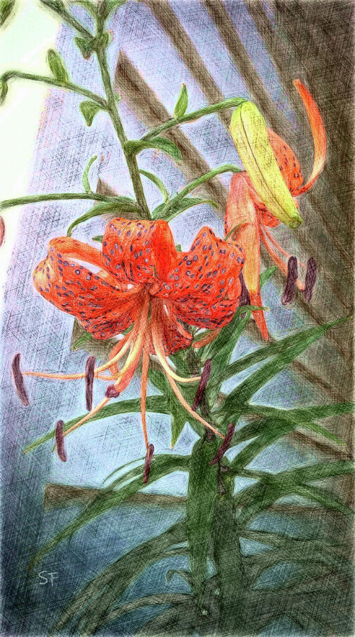 A Turkish Tiger Lily  Mixed Media by Shelli Fitzpatrick