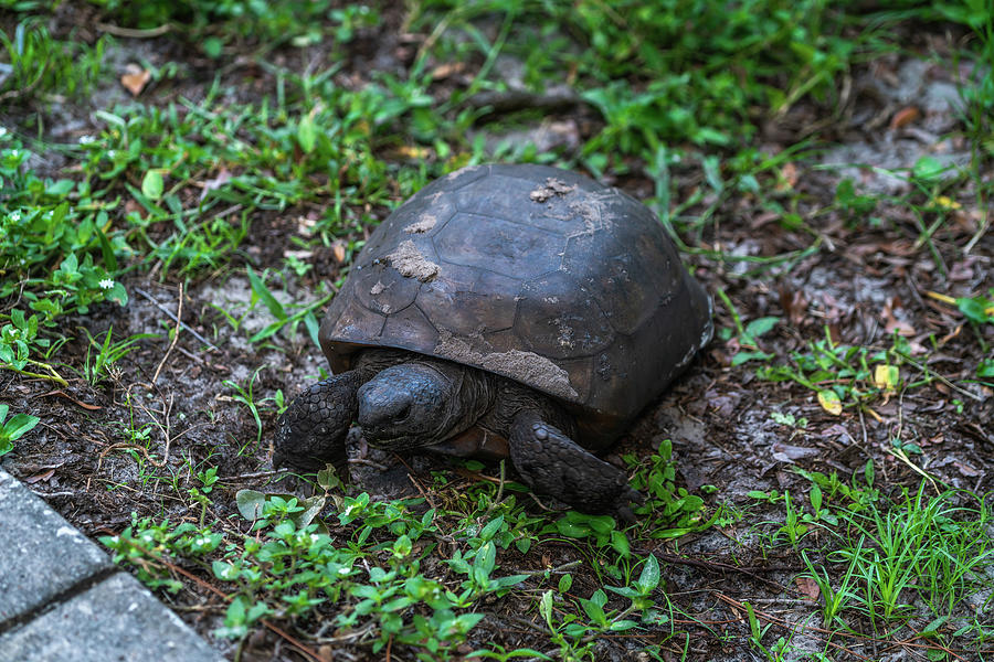 A Turtle Eating Grass Photograph by Ric Schafer - Fine Art America